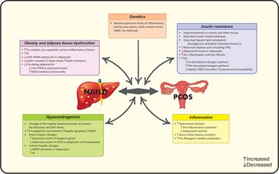 Non-alcoholic fatty liver disease across endocrinopathies: Interaction with sex hormones